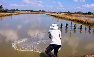 Vietnam Aquaculture Market Propelled by Revised Regulations and Policies for Seafood Trade